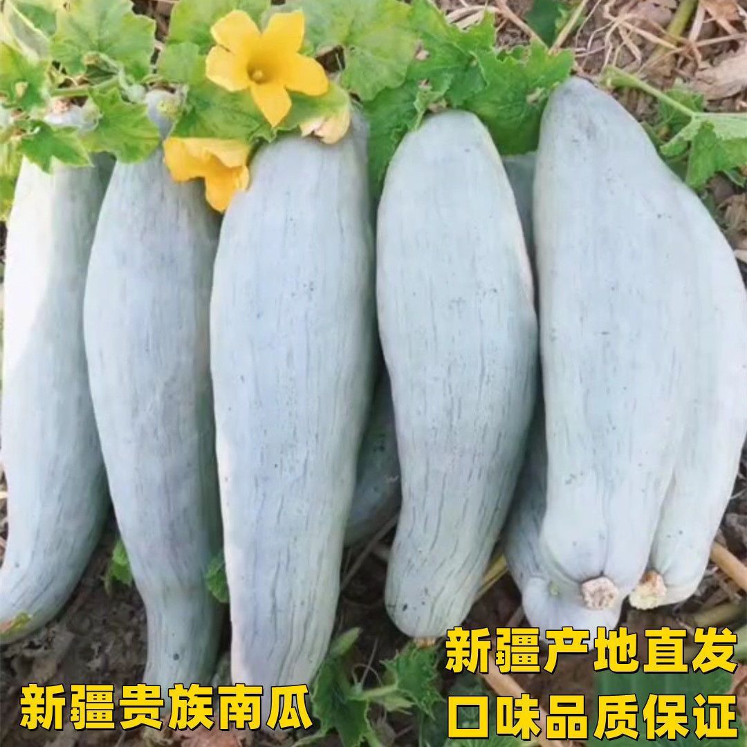 【新疆发货】正宗新疆贵族南瓜正宗金丝贝贝板栗贵妃沙漠宝宝辅食