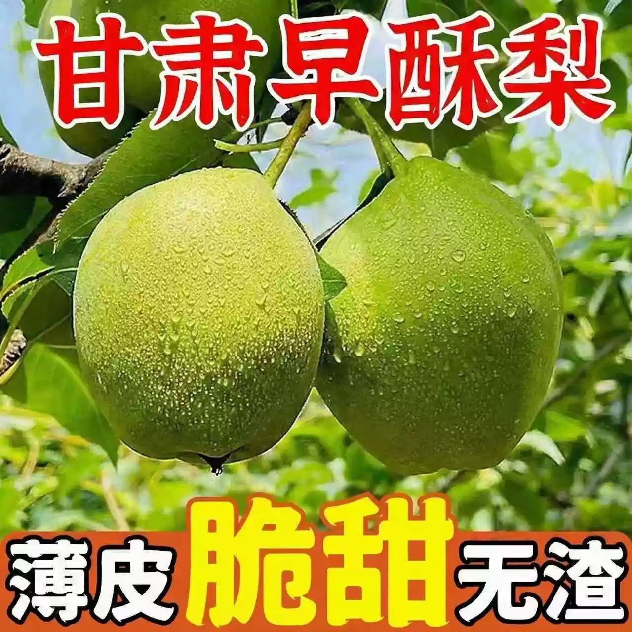 甘肃早酥梨薄皮青皮景泰梨新鲜产地直发整箱脆甜无渣多汁农家自种