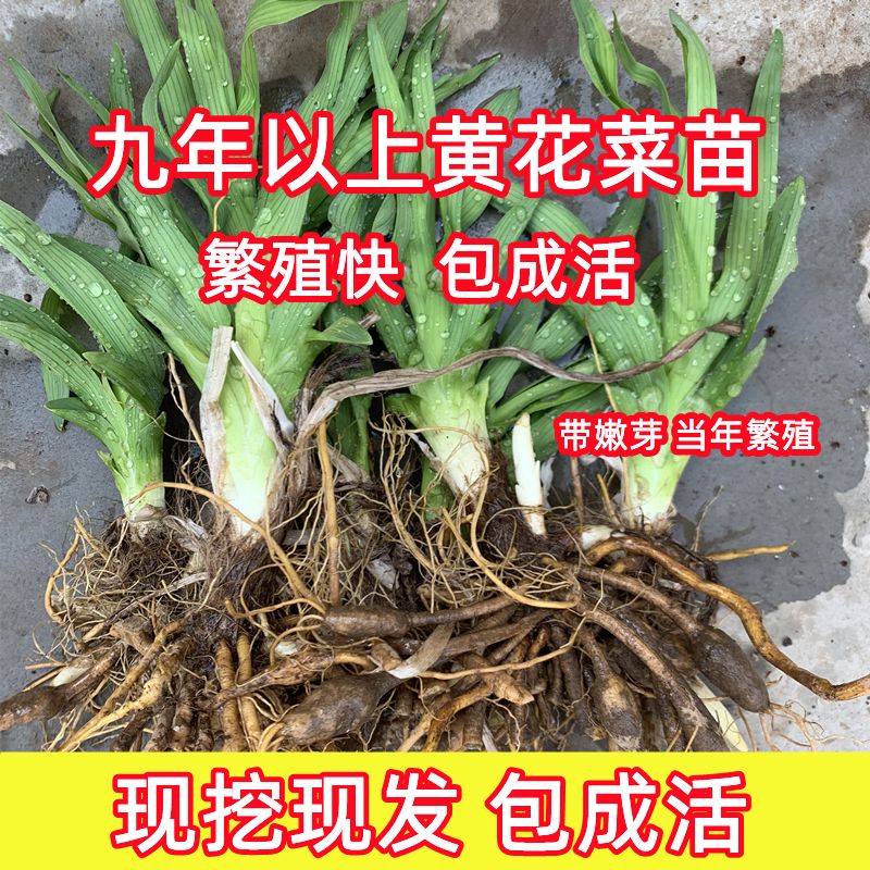 黄花食用黄花菜苗金针菜盆栽农家四季蔬菜现挖阳台小院种植