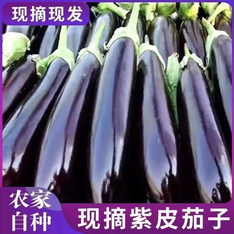 新鲜绿把优质优质茄子现摘现发产地直发当季农家紫皮蔬菜贵州