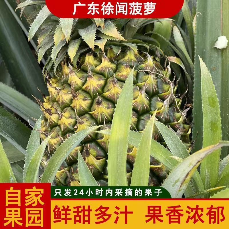 新鲜菠萝果园直发新鲜菠萝徐闻香水大菠萝菠萝非凤梨整箱批发水果