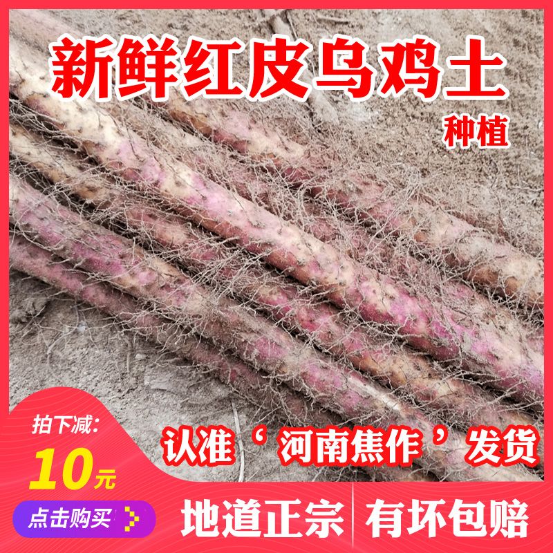 5斤装 正宗河南焦作温县铁棍山药红皮乌鸡土怀山新鲜铁杆淮山3斤