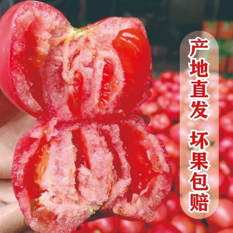 攀枝花露天西红柿生吃西红柿成熟新鲜沙瓤现摘番茄蔬菜