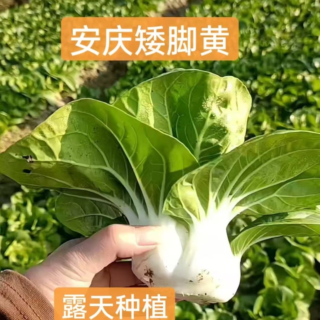 安徽安庆矮脚黄白菜青菜露天农家自种新鲜现摘奶油小白菜包邮四季