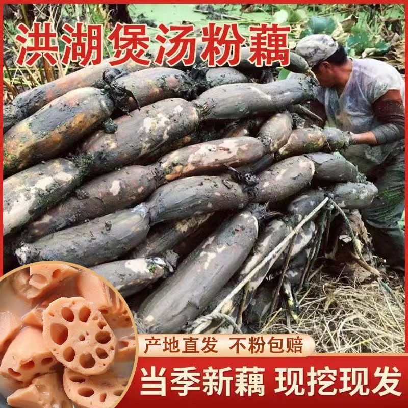 正宗洪湖煲汤粉藕现挖新鲜带青泥巴新鲜莲藕煲汤粉藕湖北粉面莲藕