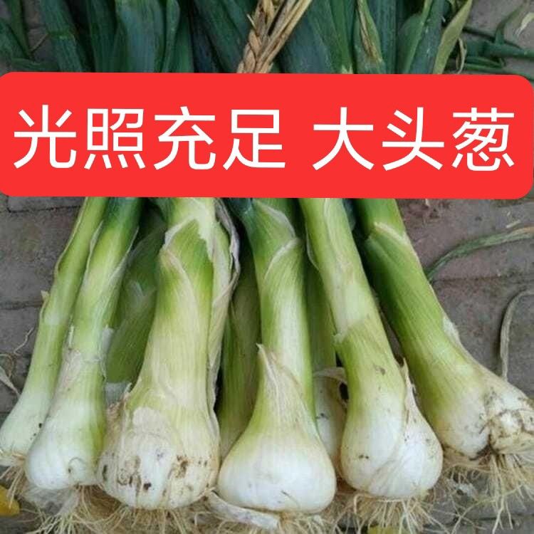 鸡腿葱新鲜大葱河北特产农家自种大头葱甜葱生吃蘸酱葱花饼好吃
