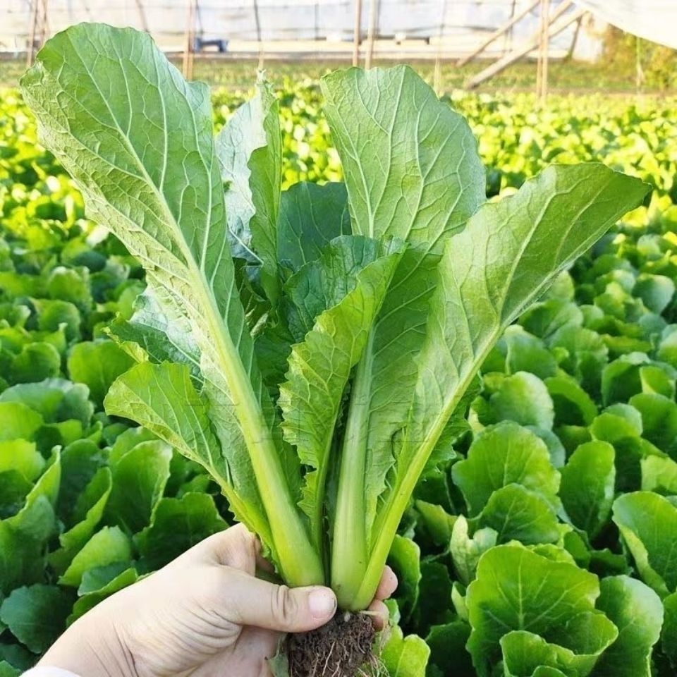 陕西农家现挖现发自家种植小白菜青梗小白菜小青菜炒菜下面小白菜