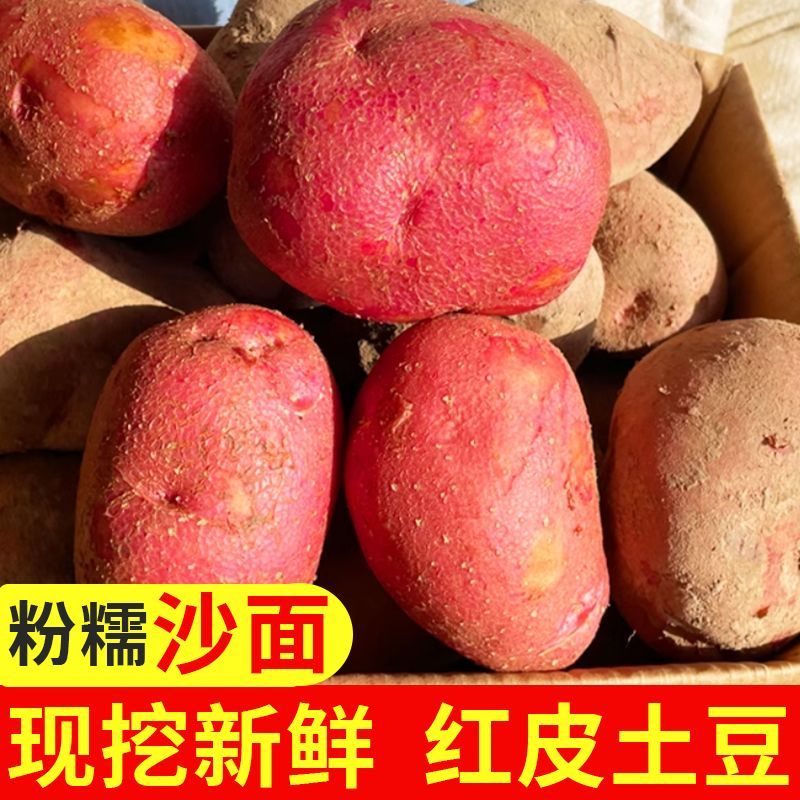 【粉糯】2026年云南红皮土豆大个黄心洋芋批发新鲜蔬菜现挖马铃薯