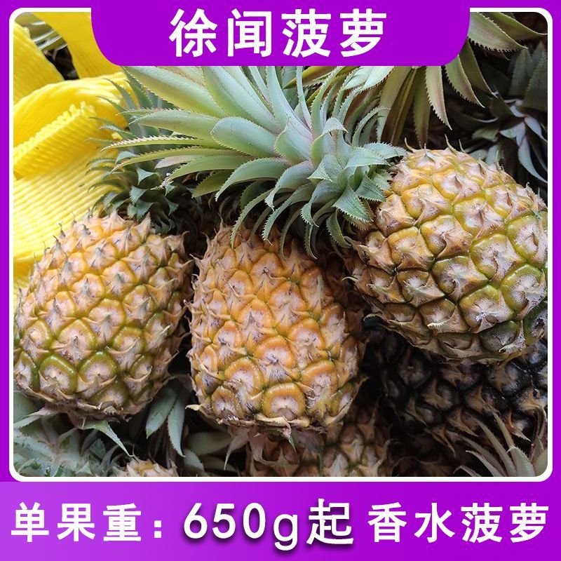 徐闻香水大菠萝菠萝新鲜热带当季水果新鲜菠萝大果单果重650g起