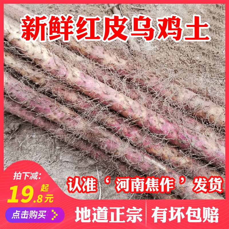 温县铁棍红皮乌鸡土怀山药河南焦作新鲜正宗铁杆淮山约粉糯3/5斤