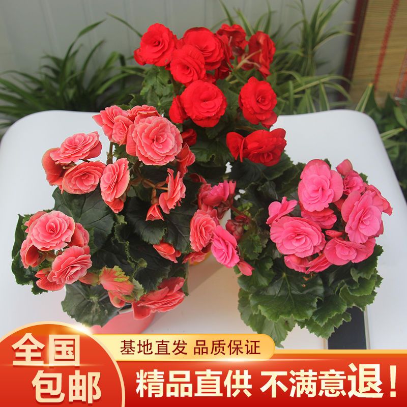 丽格海棠盆栽花卉重瓣带花苞发货阳台四季开花玫瑰海棠花好养易活