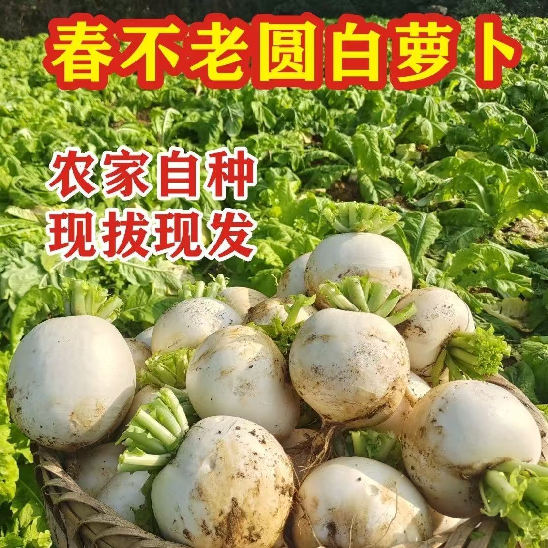 新鲜带泥小圆白萝卜四川老品种圆萝卜现挖现发生吃脆微辣生鲜蔬菜