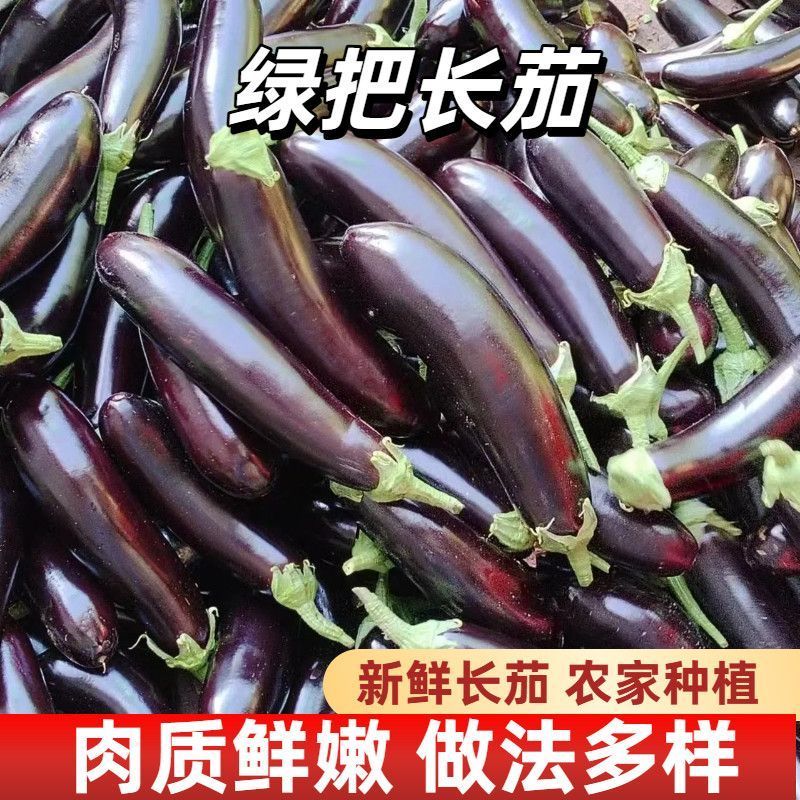 正宗寿光茄子新鲜优质茄子烧烤现摘现发产地直发当季紫皮蔬菜长条