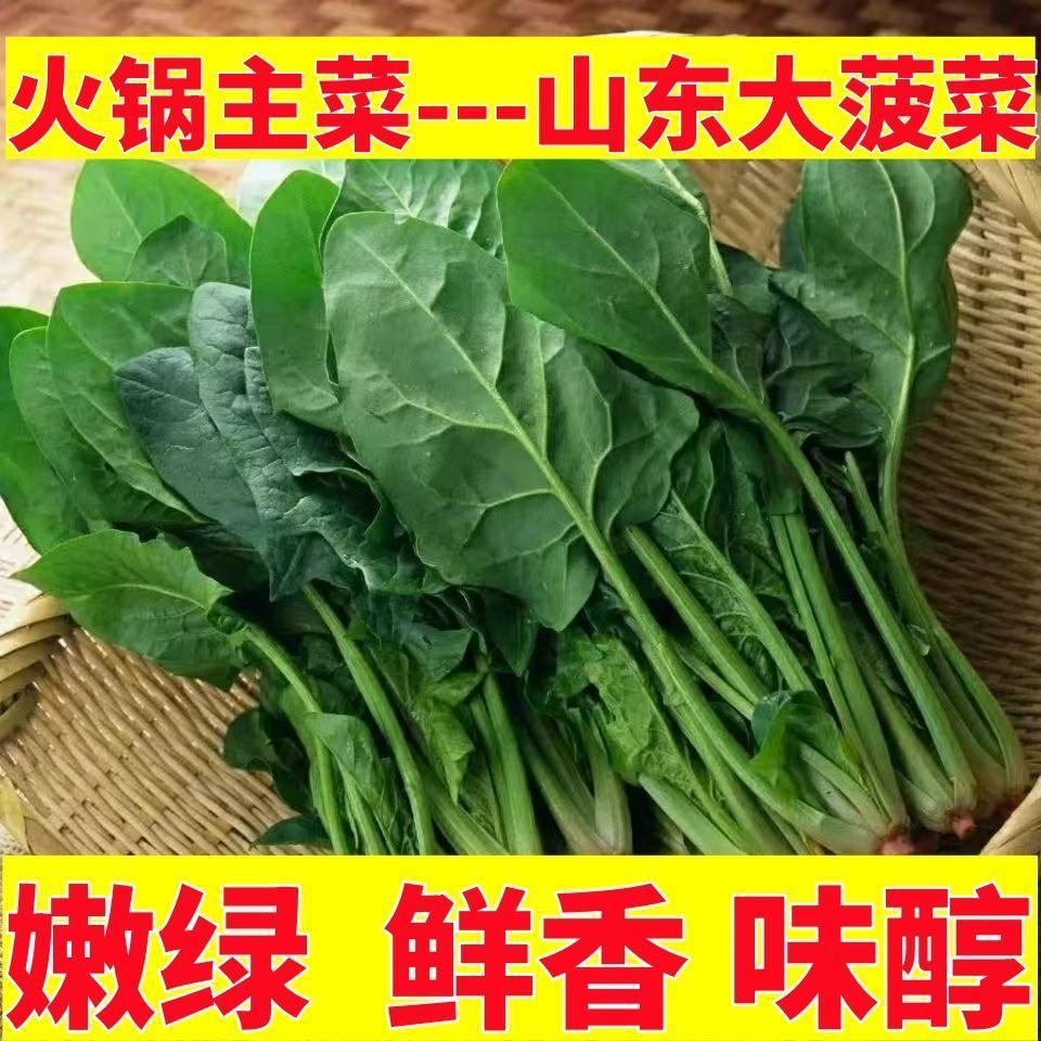 山东菠菜鲜嫩当季新鲜高杆菠菜露天种植鲜嫩菠菜家常青菜火锅涮菜
