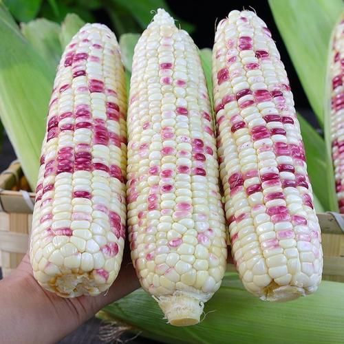 新鲜糯玉米甜糯白花玉米新鲜带皮糯玉米低脂代餐黏糯甜玉米