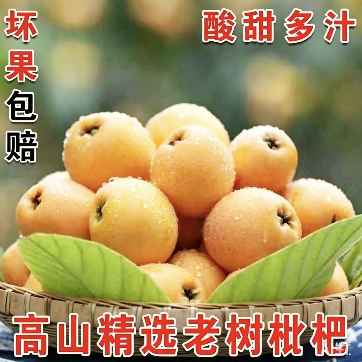 现货云南快递蒙自枇杷鲜果现摘新鲜皮薄当季树上熟新鲜枇杷