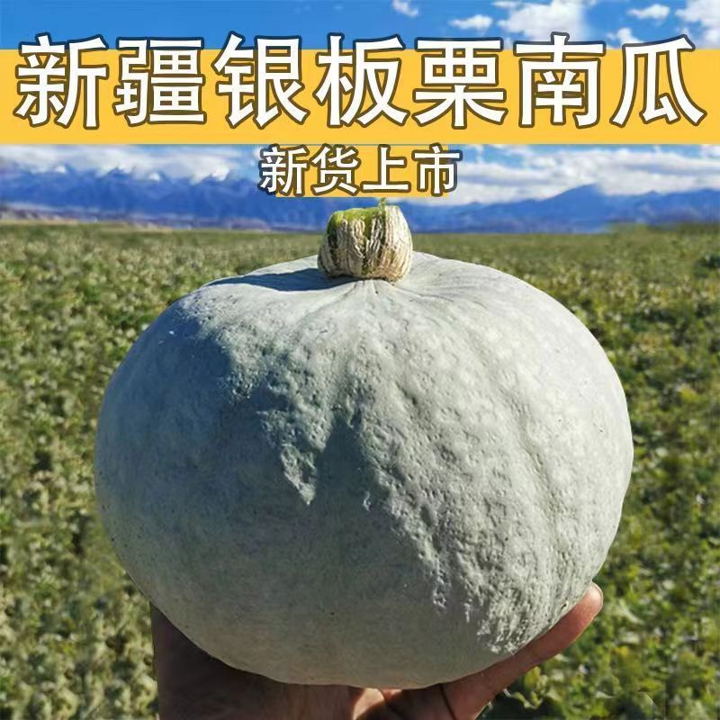 正宗新疆银栗南瓜粉糯香甜栗子味老南瓜当季新鲜蔬菜宝宝辅食