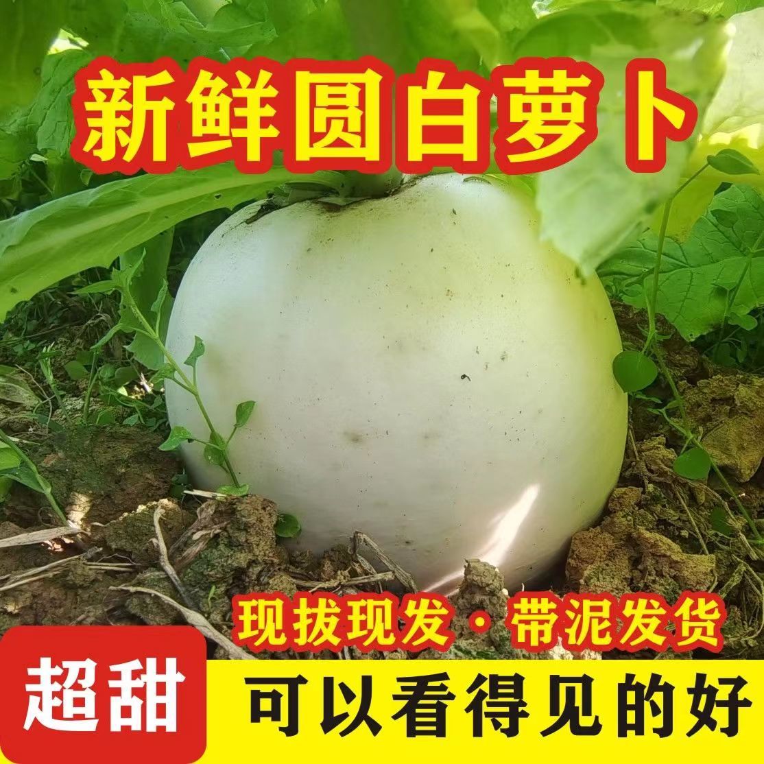 重庆新鲜现挖圆白萝卜白皮白心农家自种当季水果蔬菜脆甜圆白萝卜