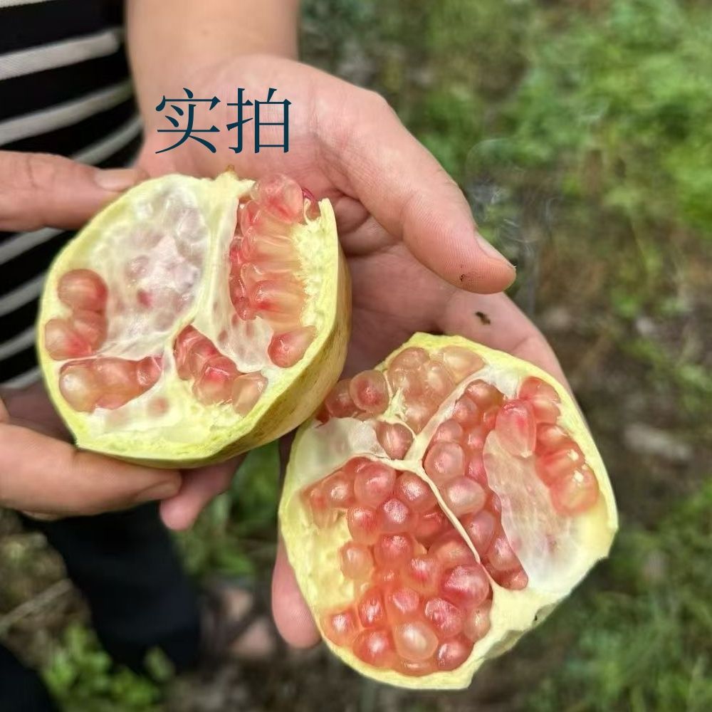 云南蒙自石榴应季水果现摘现发薄皮正宗当季新鲜石榴整箱发货