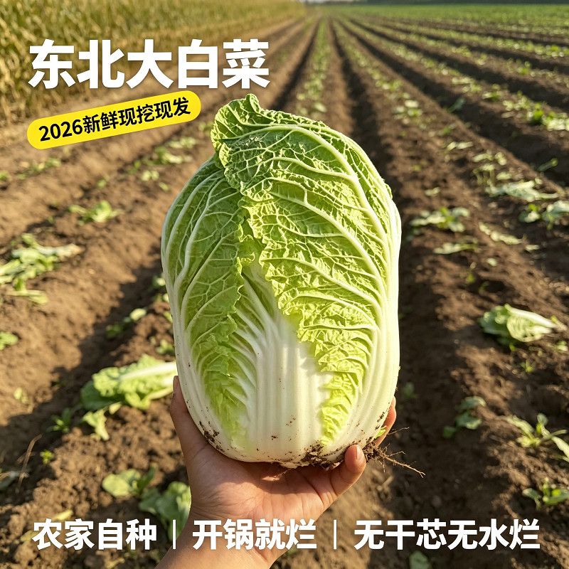 东北大白菜新鲜现挖现发农家自种大白菜开锅就烂无干芯蔬菜直发