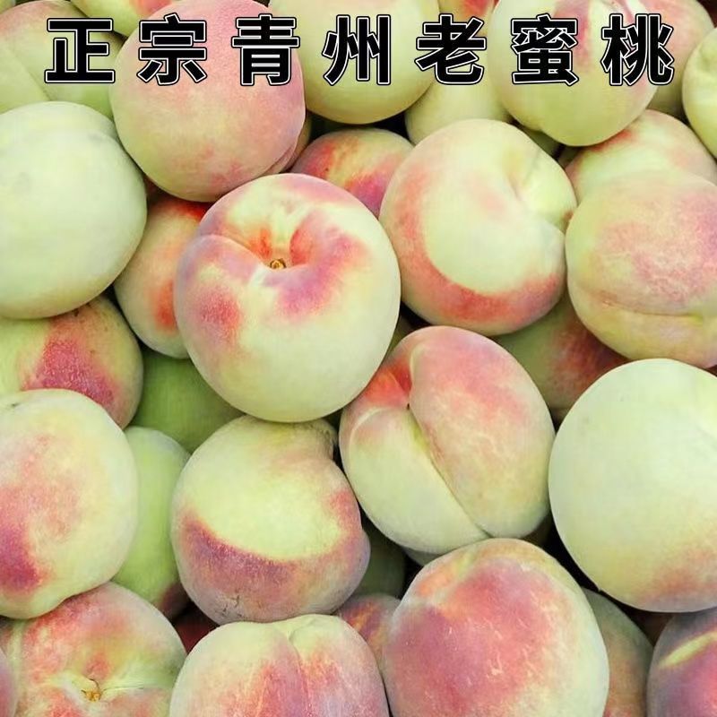 正宗山东青州蜜桃甜桃脆甜离核多汁新鲜脆桃青皮脆蜜桃秋冬蜜桃