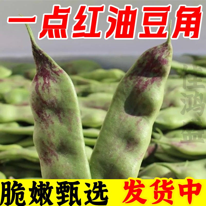 【精选】正宗一点红油豆角九月青新鲜蔬菜现摘面豆角开锅烂