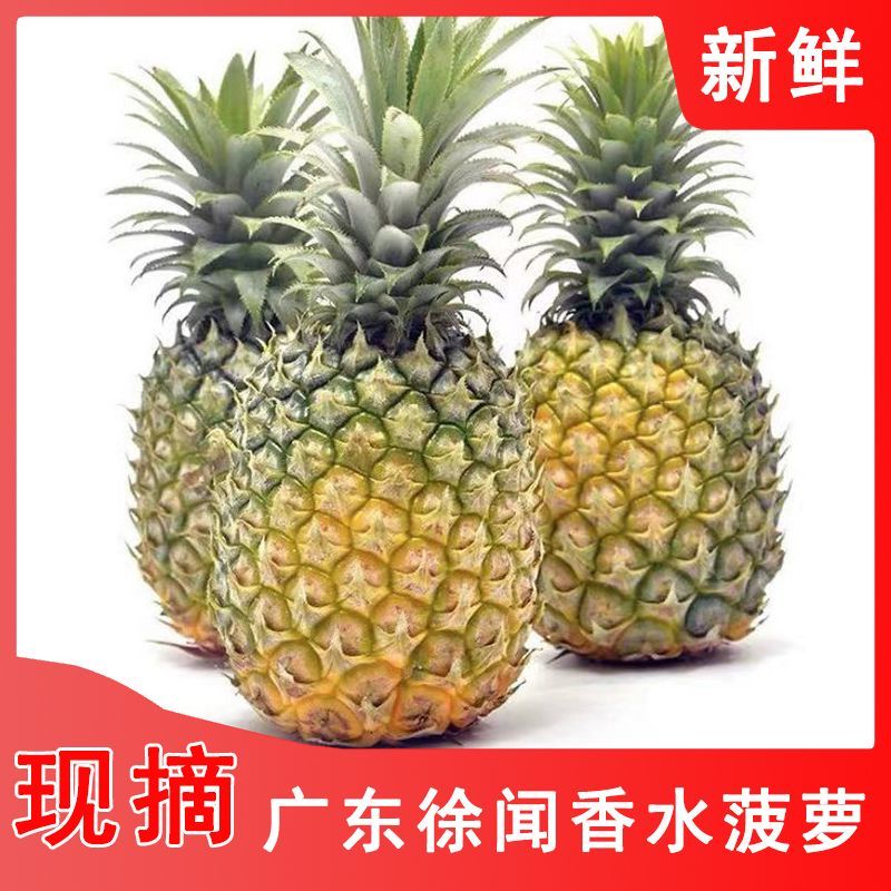 大菠萝菠萝香水新鲜大果除味菠萝当季整箱水果徐闻菠萝大个650g起