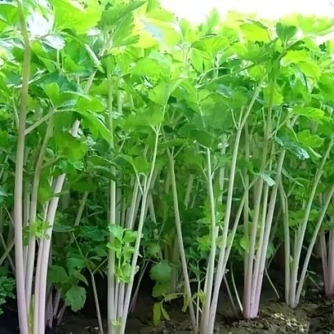 正宗云南小香芹菜新鲜现拔现发蔬菜农家露天自然种植一整箱批发
