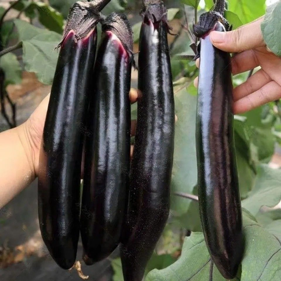 东北老式笨紫茄子大茄子紫库茄子紫把茄子新鲜蔬菜现摘现发薄皮嫩