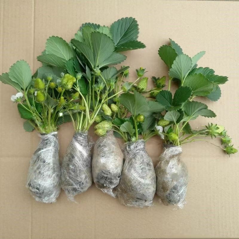 草莓秧苗四季奶油草莓秧苗盆栽四季草莓苗阳台南北方种植当年结果
