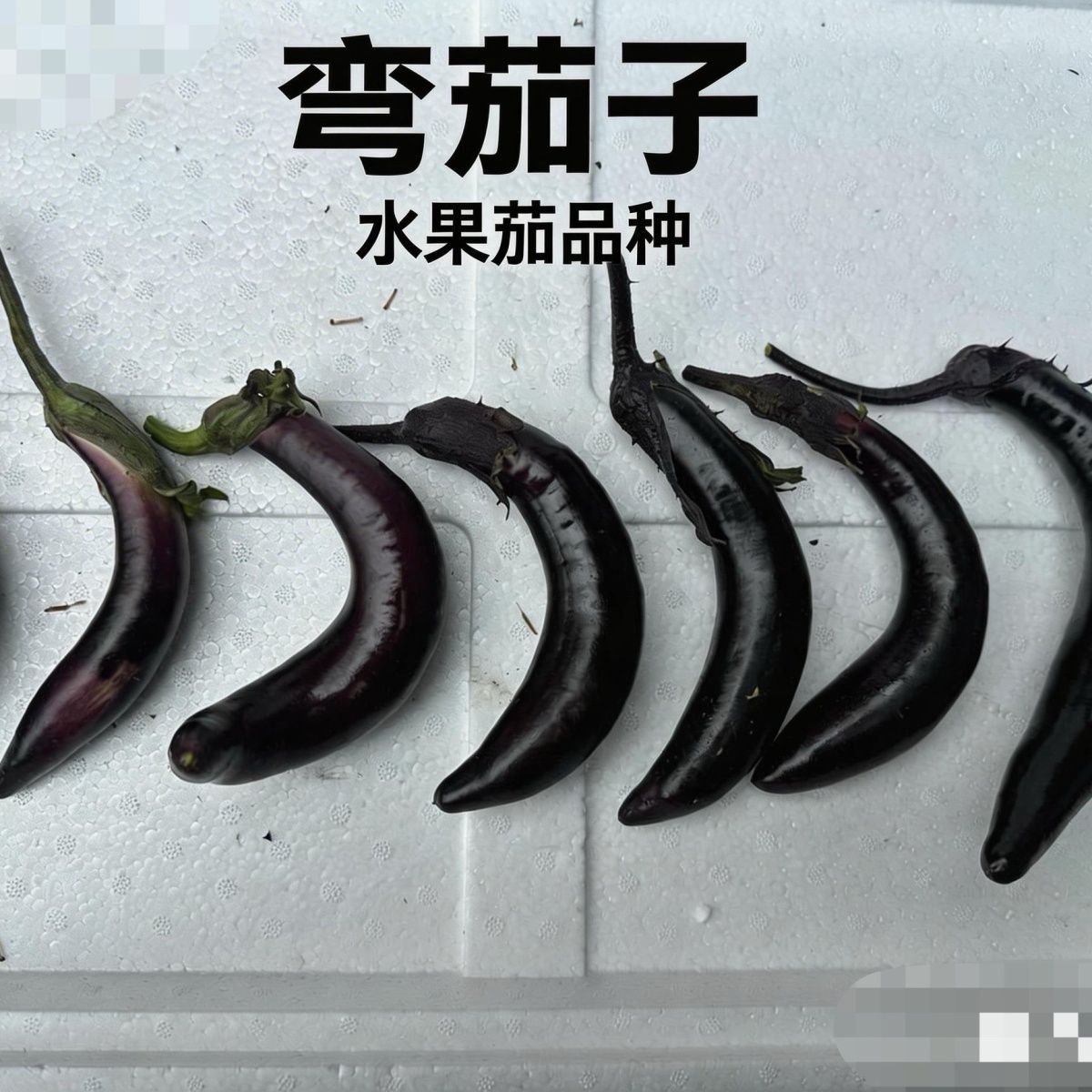 东北小紫茄子扭 水果茄品种小茄漏子 丑茄子表皮磨伤腌蒜茄子专用