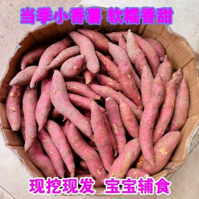26年沙地新鲜小香薯小红薯手指小香薯宝宝辅食迷你手指小红薯红心