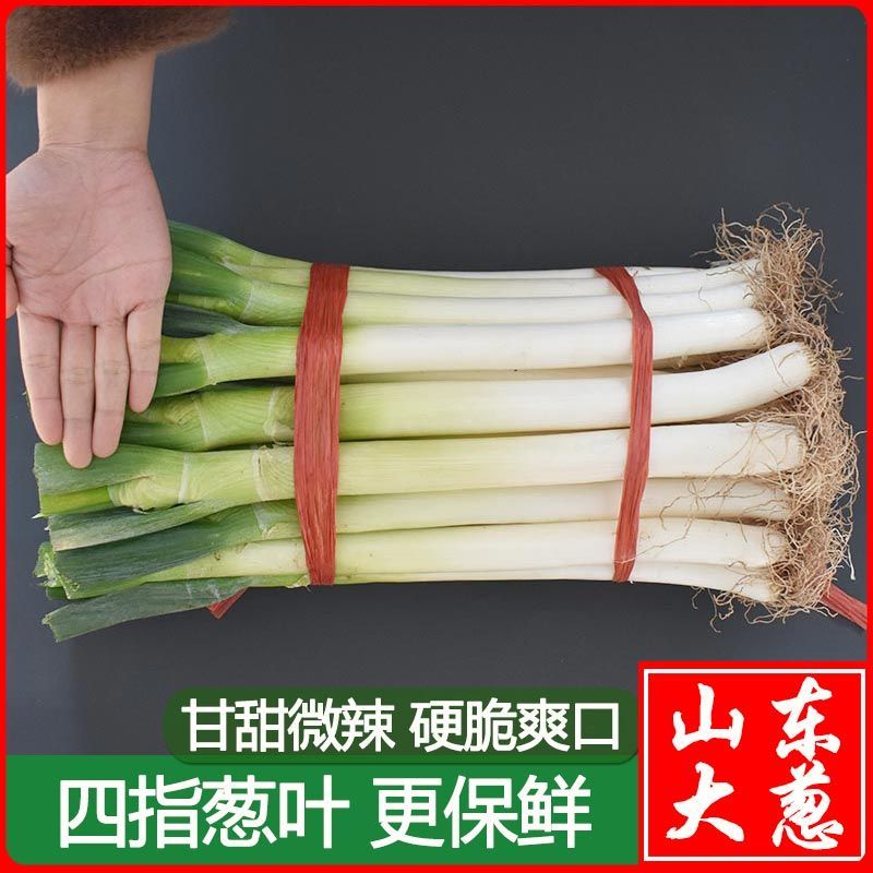 【四指葱】大葱新鲜山东大葱甜脆蘸酱3/5/10斤蔬菜铁杆批发价