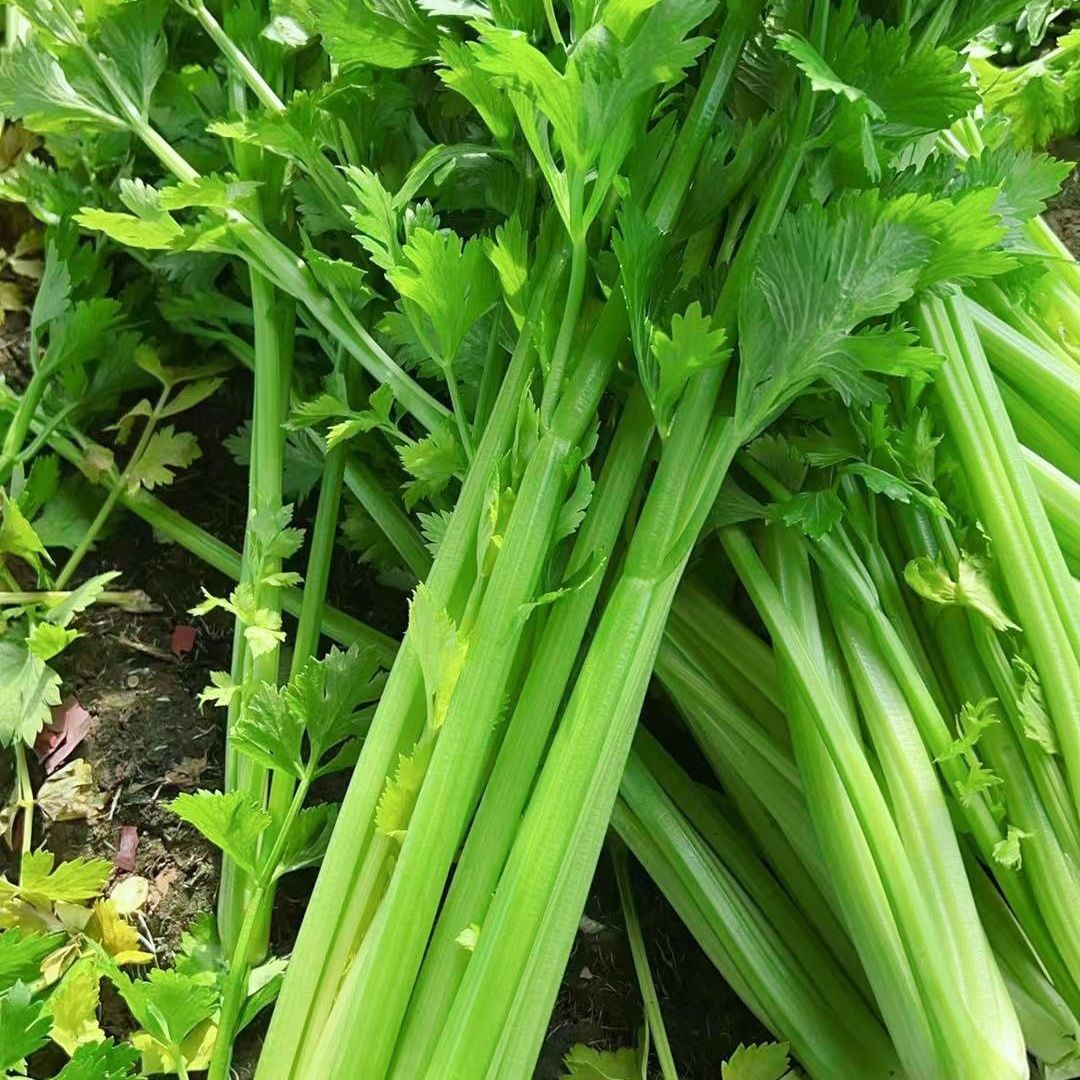 现挖新鲜带叶芹菜自种地带西芹农家露天榨汁非香芹蔬菜批发