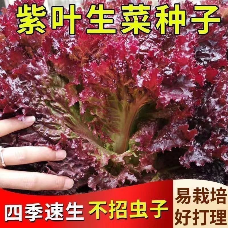 紫叶生菜种子有机沙拉菜种子四季种植耐热寒庭院大田蔬菜种子菜籽