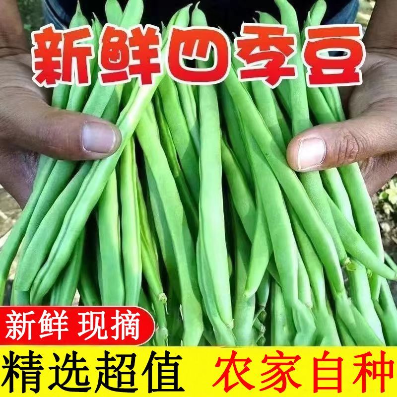 新鲜云南四季豆角蔬菜露天四季豆现摘时令蔬菜筋豆整箱批发