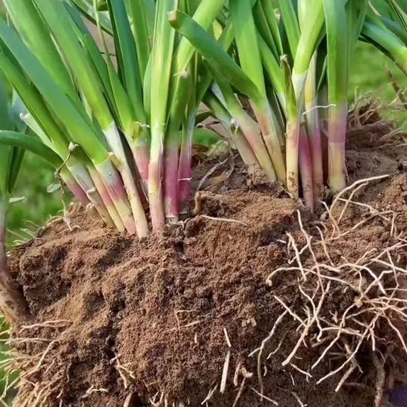  紫根韭菜独根红宽叶四季播种耐寒高产阳台盆栽庭院易种蔬菜种子