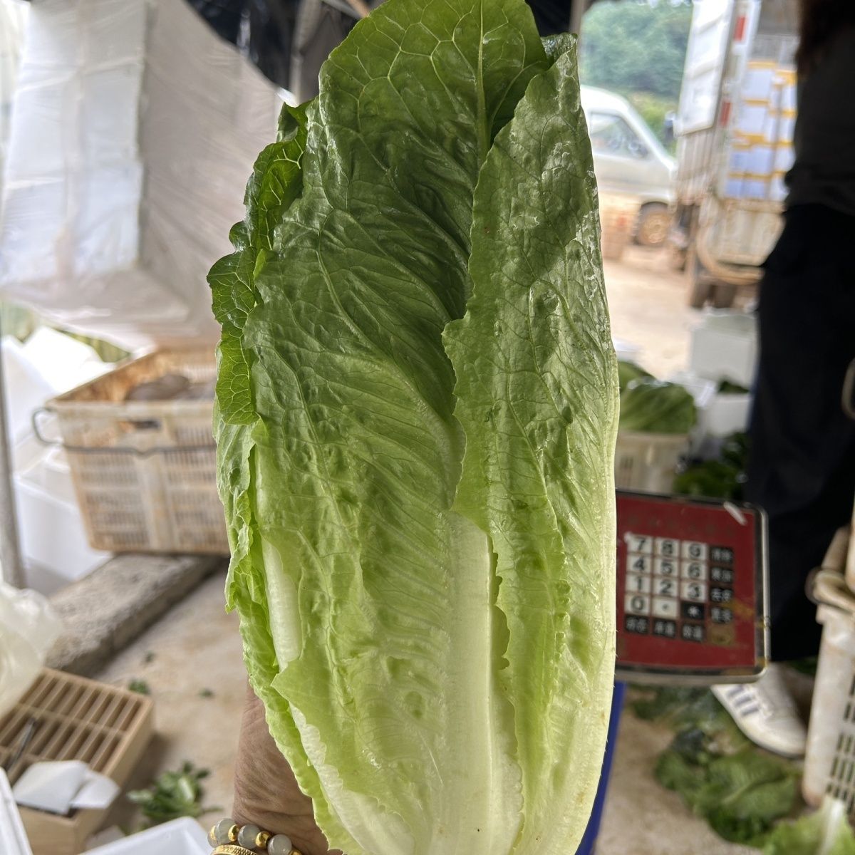 云南高山露天罗纹生菜现摘包心罗马蔬菜保鲜现发西餐沙拉优选