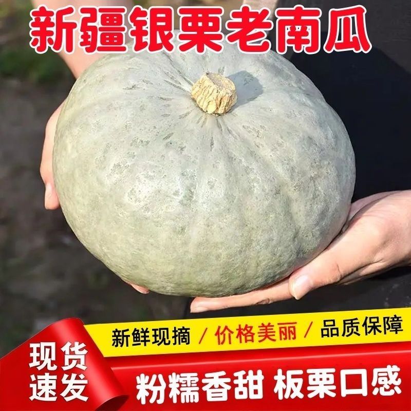新疆银栗南瓜粉糯香甜老南瓜非贵族南瓜老人小孩易消化