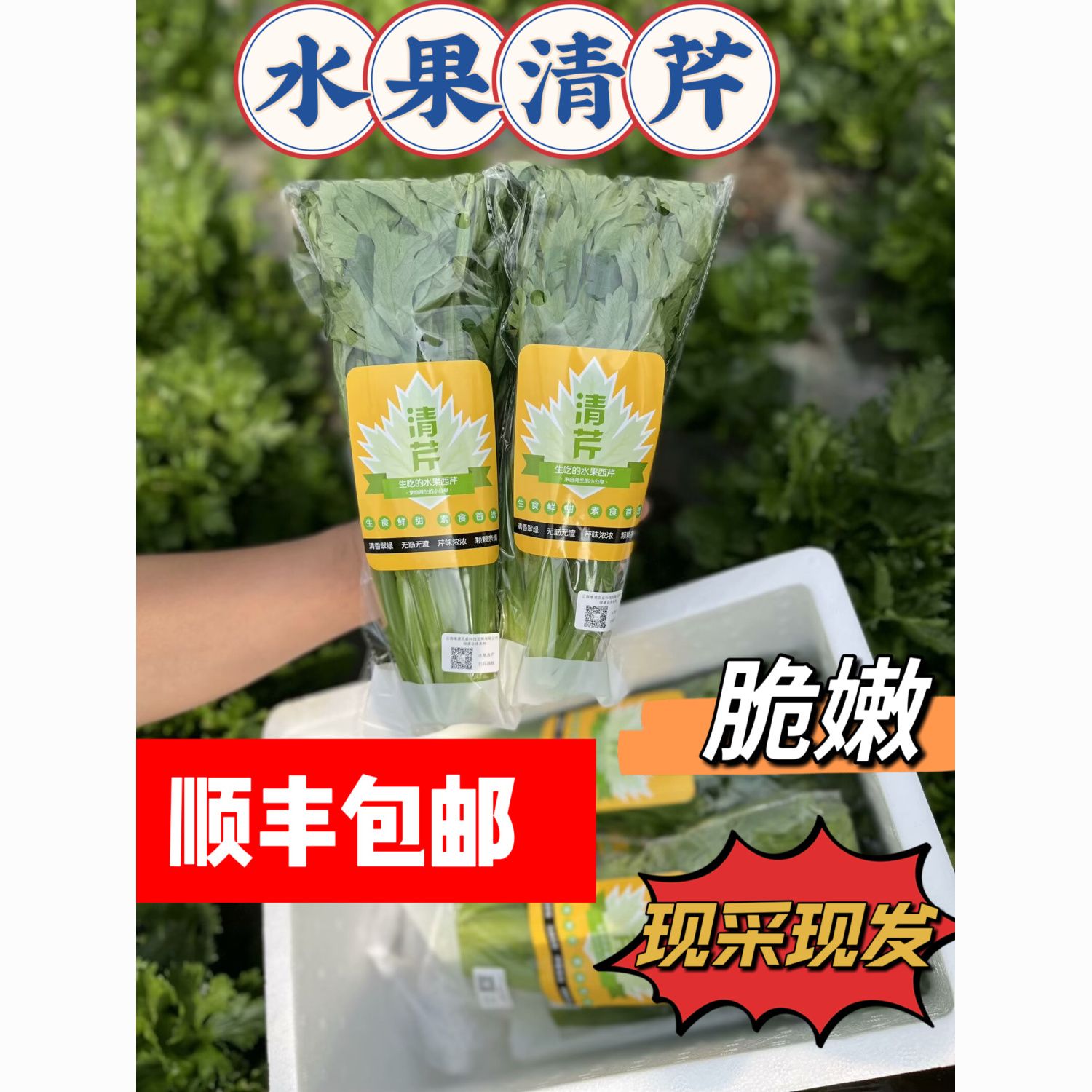 顺丰包邮立农维康水果清芹荷兰 榨汁脆嫩 炒菜生吃沙拉凉拌西芹
