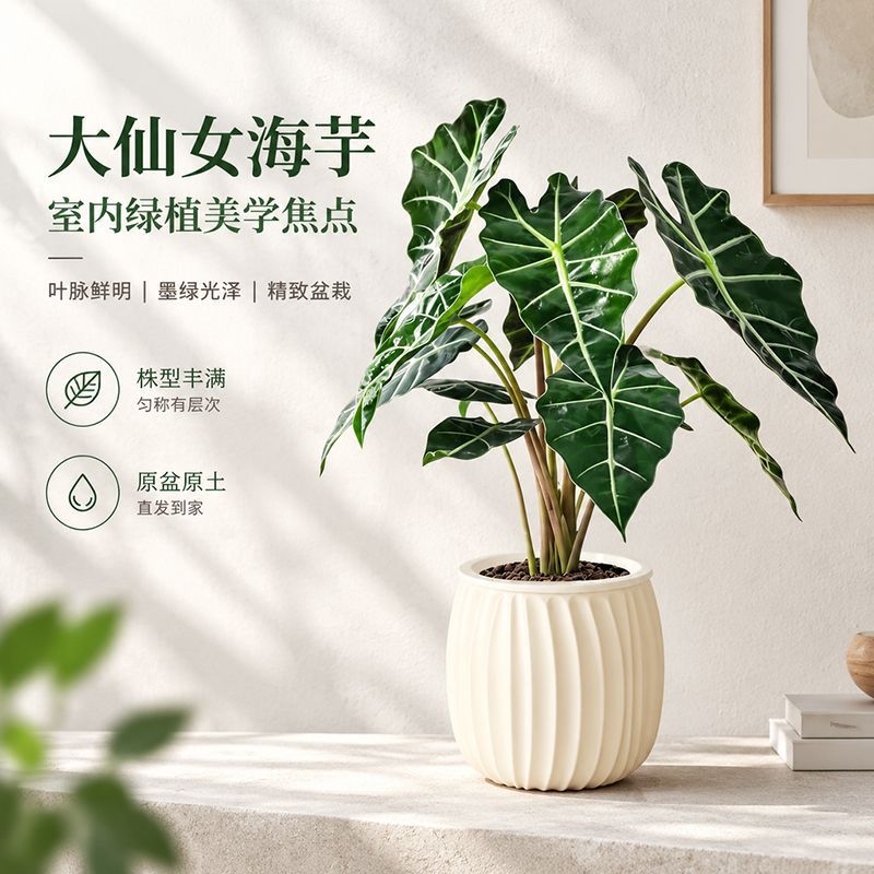 大仙女盆栽海芋室内客厅新手好养易活耐阴净化空气观叶趣味热植