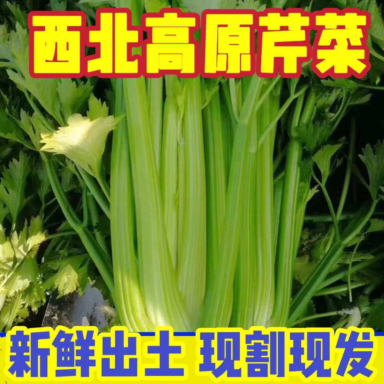 新鲜高原西芹新鲜芹菜时令蔬菜可榨汁炒菜新鲜食用芹菜农家去叶杆