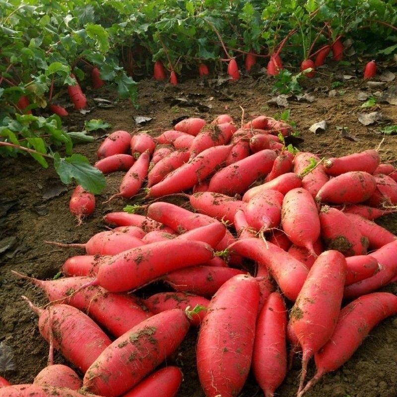 湖北新鲜红皮萝卜大红袍正宗泡菜萝卜干肉炖萝卜大果便宜