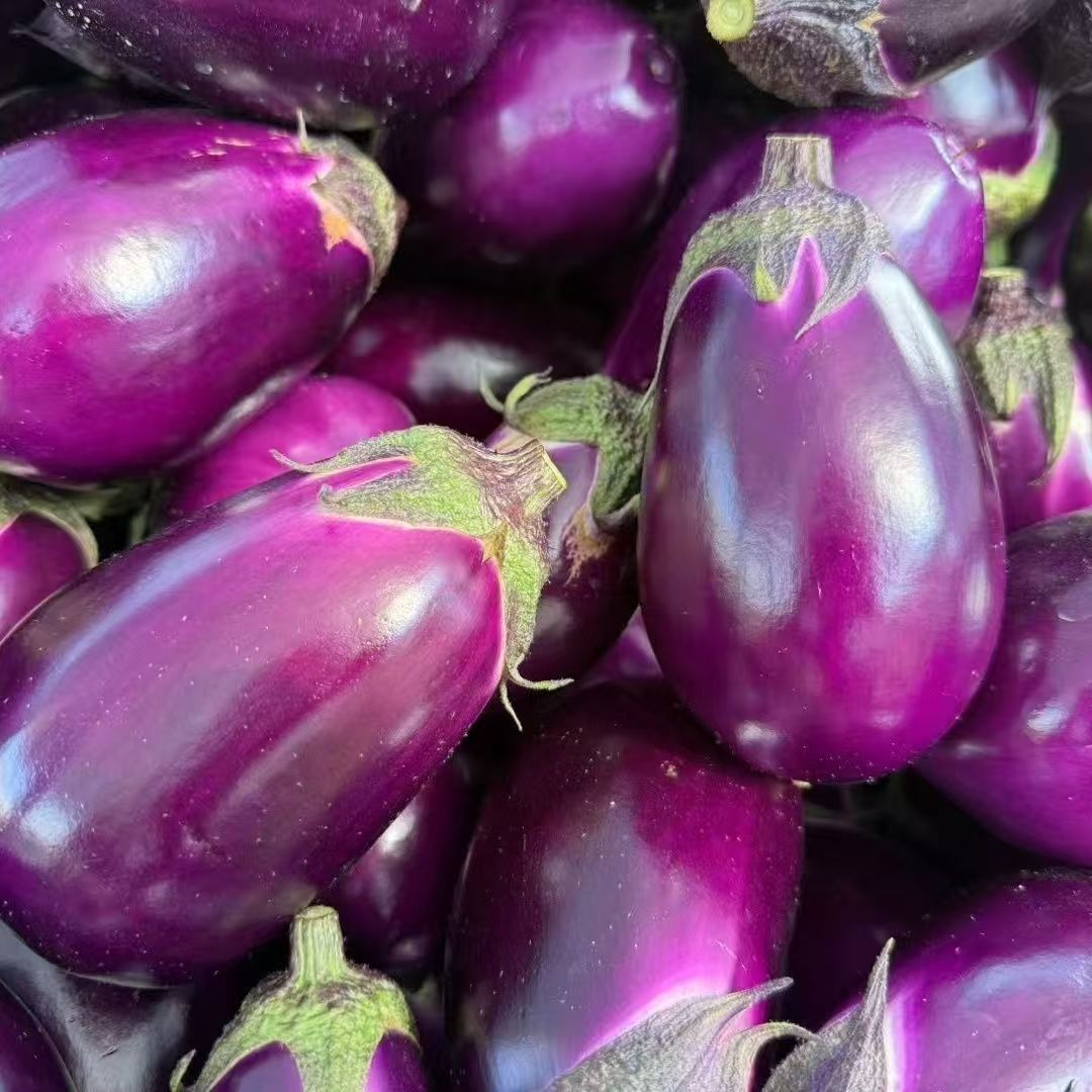 带箱2斤【紫皮圆茄】当季椭圆茄子便宜糯新鲜紫茄子批发蔬菜薄皮