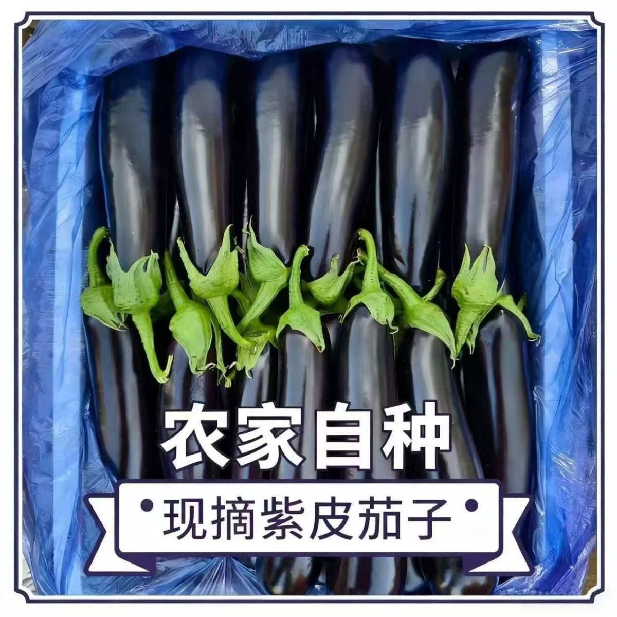 山东寿光茄子新鲜优质时令蔬菜现摘现发当季紫皮绿袜烧烤茄子