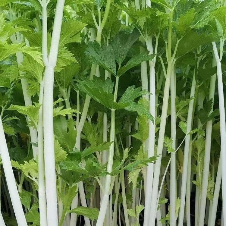 【云南】芹菜农家自种带根现拔现发香芹包饺子炒肉四季当季新鲜