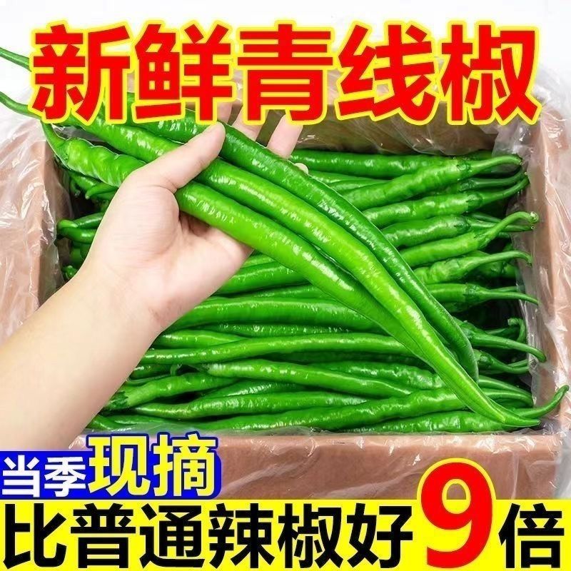 新鲜二荆条线椒特辣荆条现摘辣椒薄皮青线农家尖椒青椒长线椒新鲜