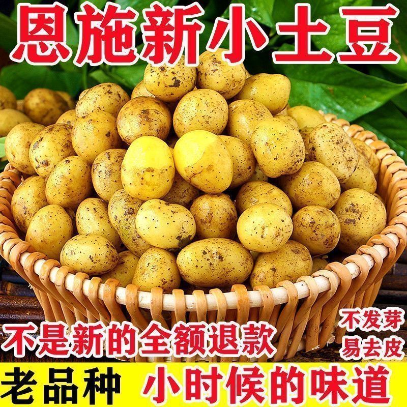 【新鲜恩施小土豆】高山小土豆洋芋马铃薯黄心新鲜农家生态健康