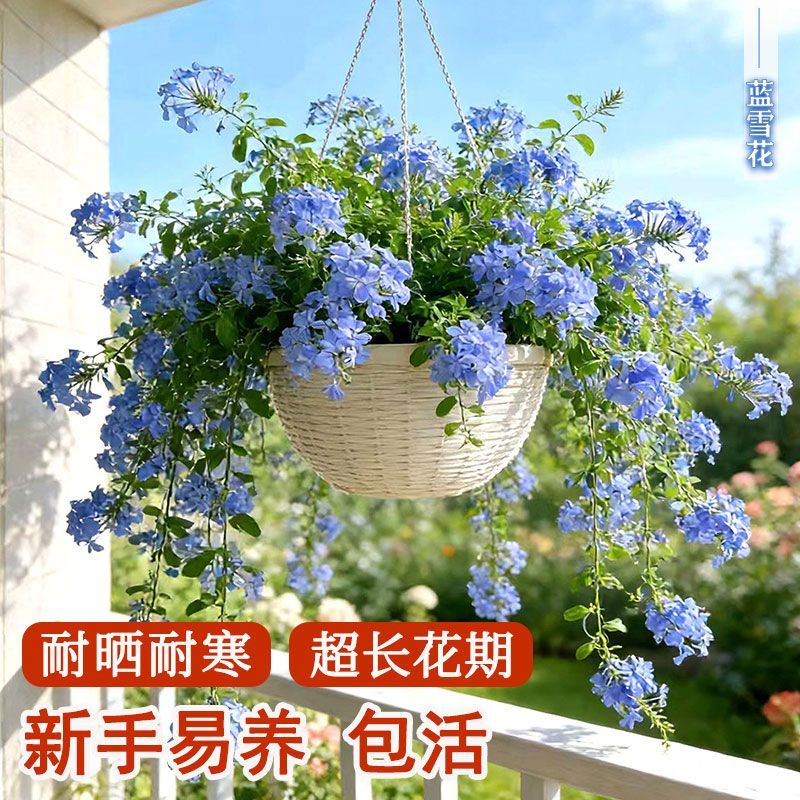 蓝雪花盆栽大苗爬藤植物阳台耐晒热寒花卉室外庭院花园四季开花