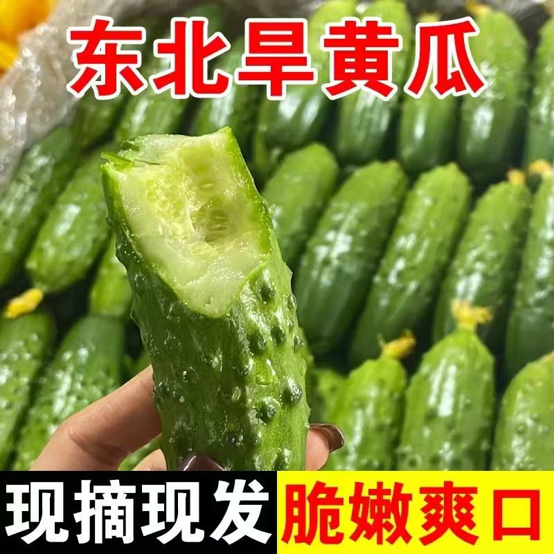 东北旱黄瓜一整箱蘸酱生吃现摘新鲜蔬菜减脂绿瓤小青瓜清香脆甜